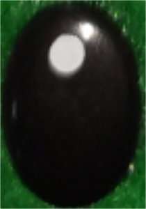 Ojo con Luz Ovalado de Seguridad